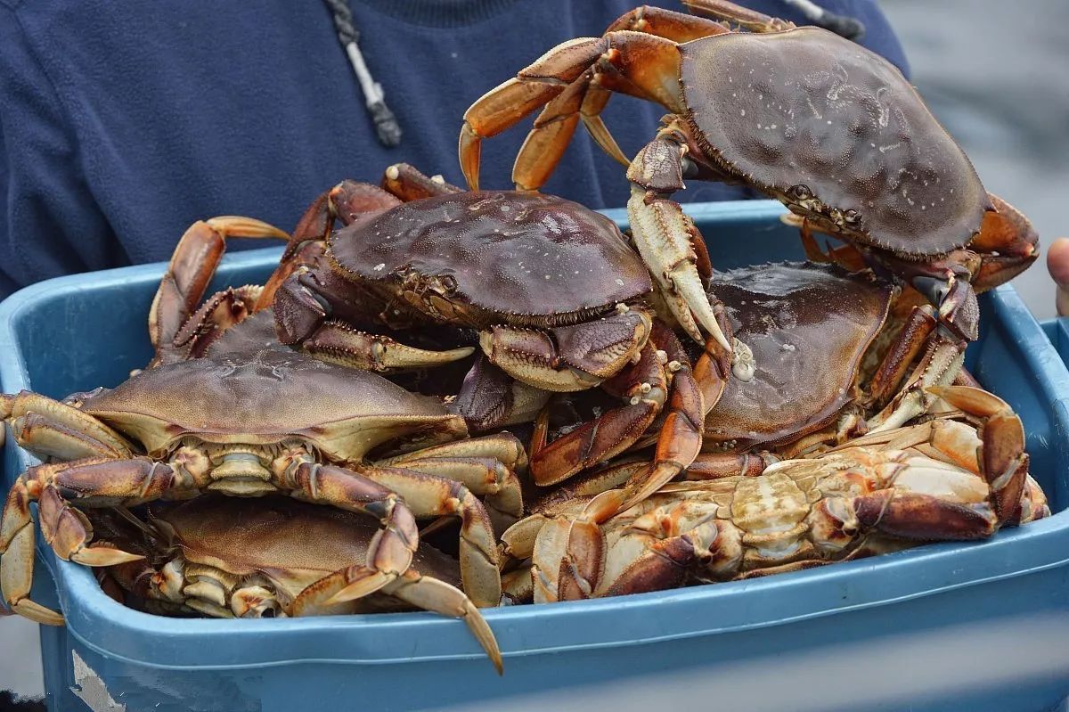 珍寶蟹 肉厚肥美，但別誤抓母蟹